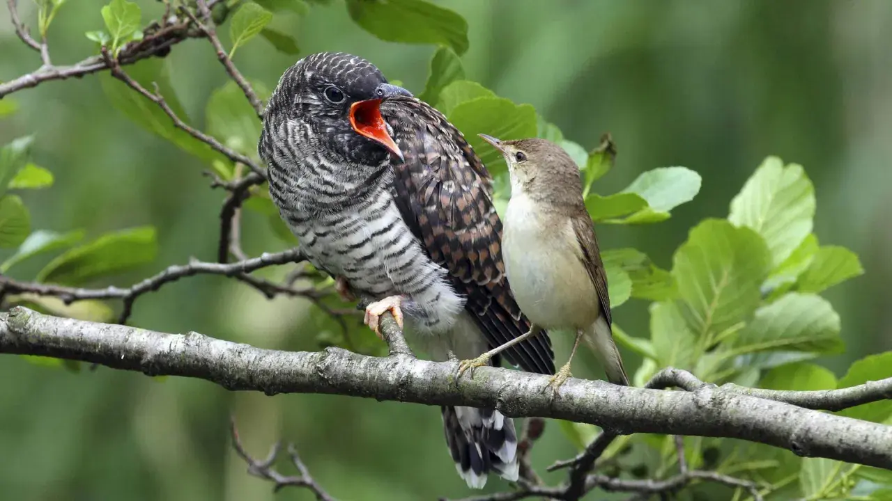 Ein großer Kuckuck Vogel mit offenem Schnabel wird von einem kleineren Vogel gefüttert.