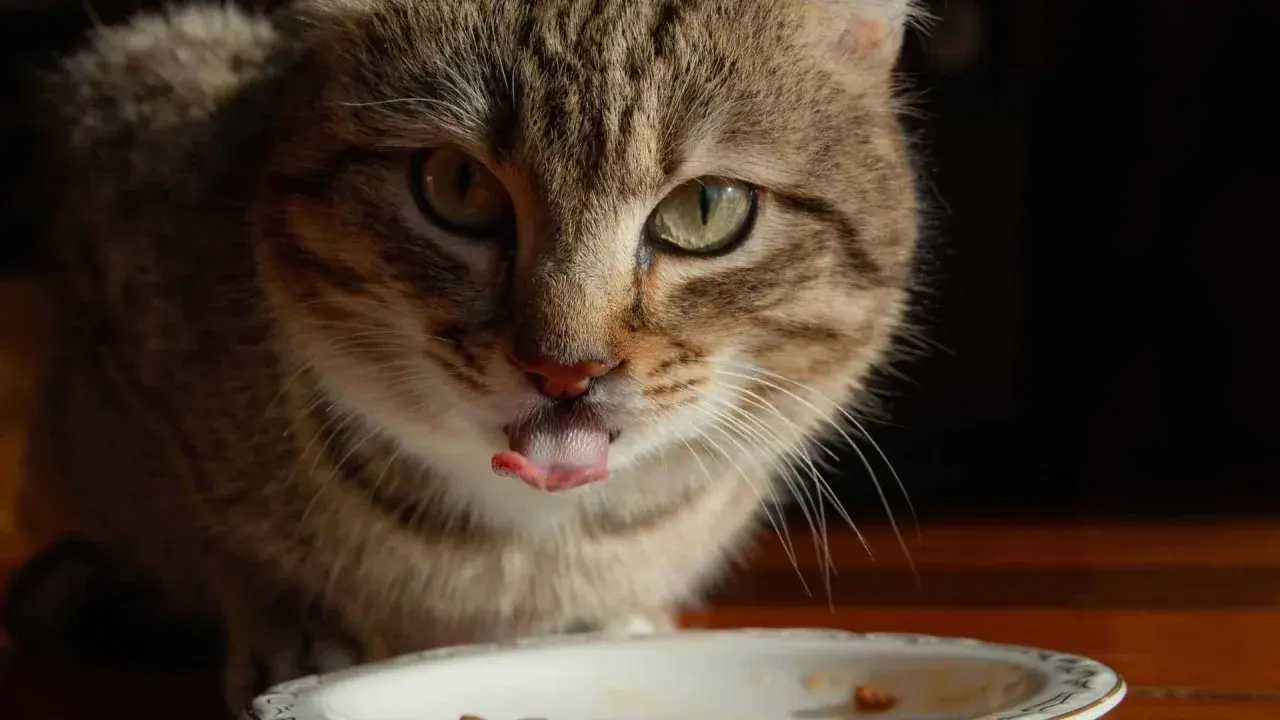 Gato atigrado saborea su pienso salvaje con la lengua fuera.