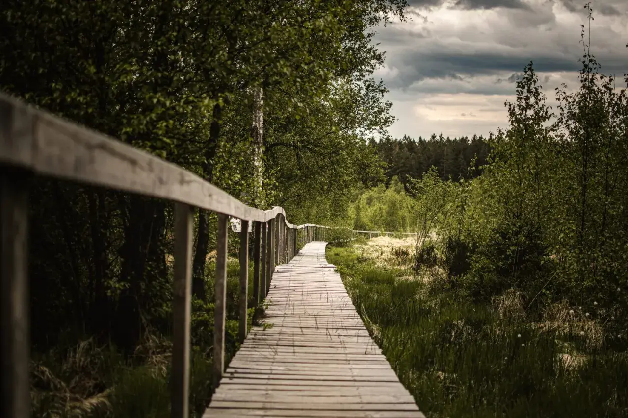 Passerelle en bois serpentant à travers une forêt verdoyante, parfaite pour une randonnée belge sous un ciel menaçant.