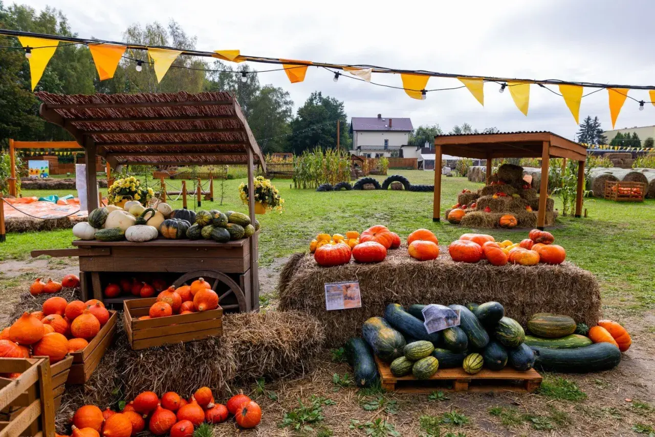 Farma dyni w Warszawie oferuje bogactwo jesiennych zbiorów. Na straganach i belach siana znajdziesz dynie, kabaczki i inne warzywa.