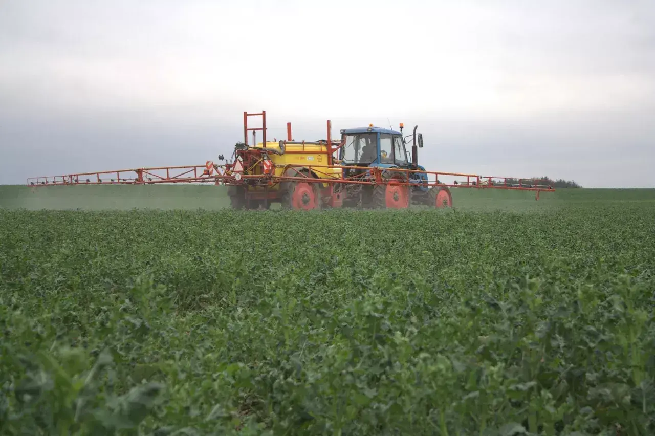 Traktor z opryskiwaczem wykonuje dokarmianie dolistne rzepaku na zielonym polu.