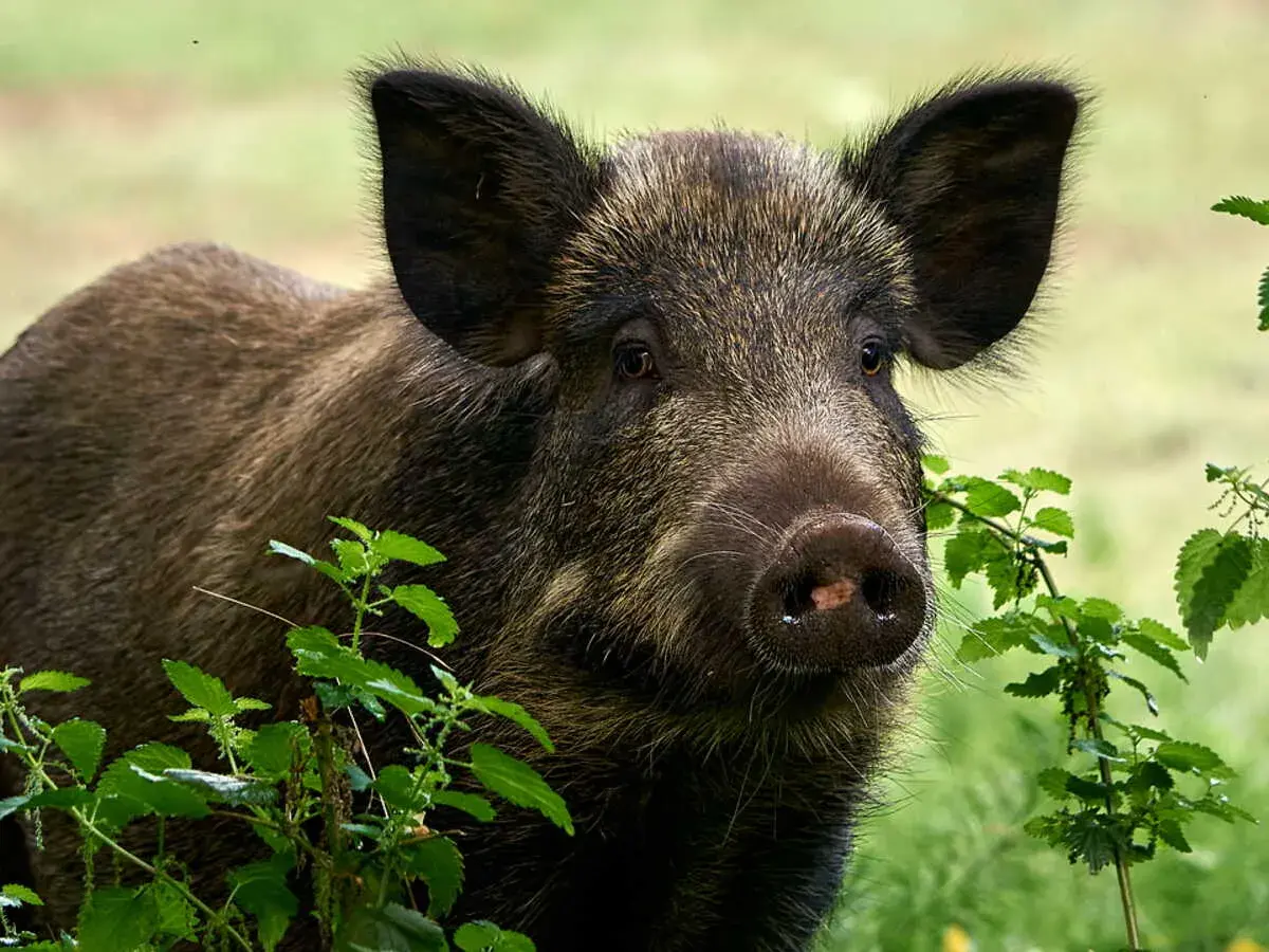 Un jeune bébé sanglier, curieux, émerge de la végétation verdoyante.