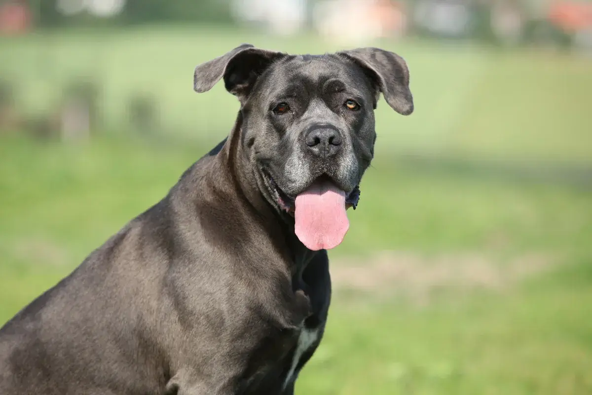 Potężny pies rasy cane corso italiano z językiem na wierzchu, siedzący na tle zielonej łąki.