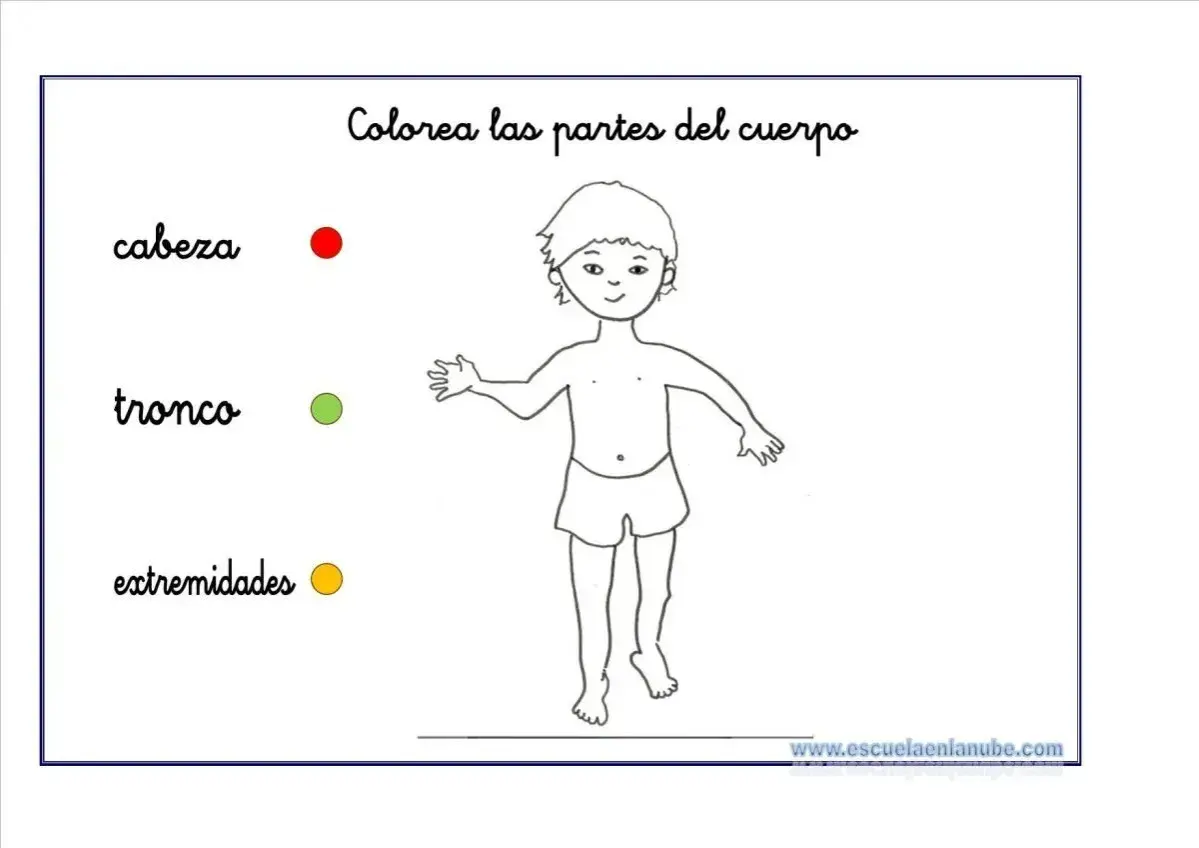 Actividades infantiles para colorear partes del cuerpo humano: cabeza, tronco y extremidades.