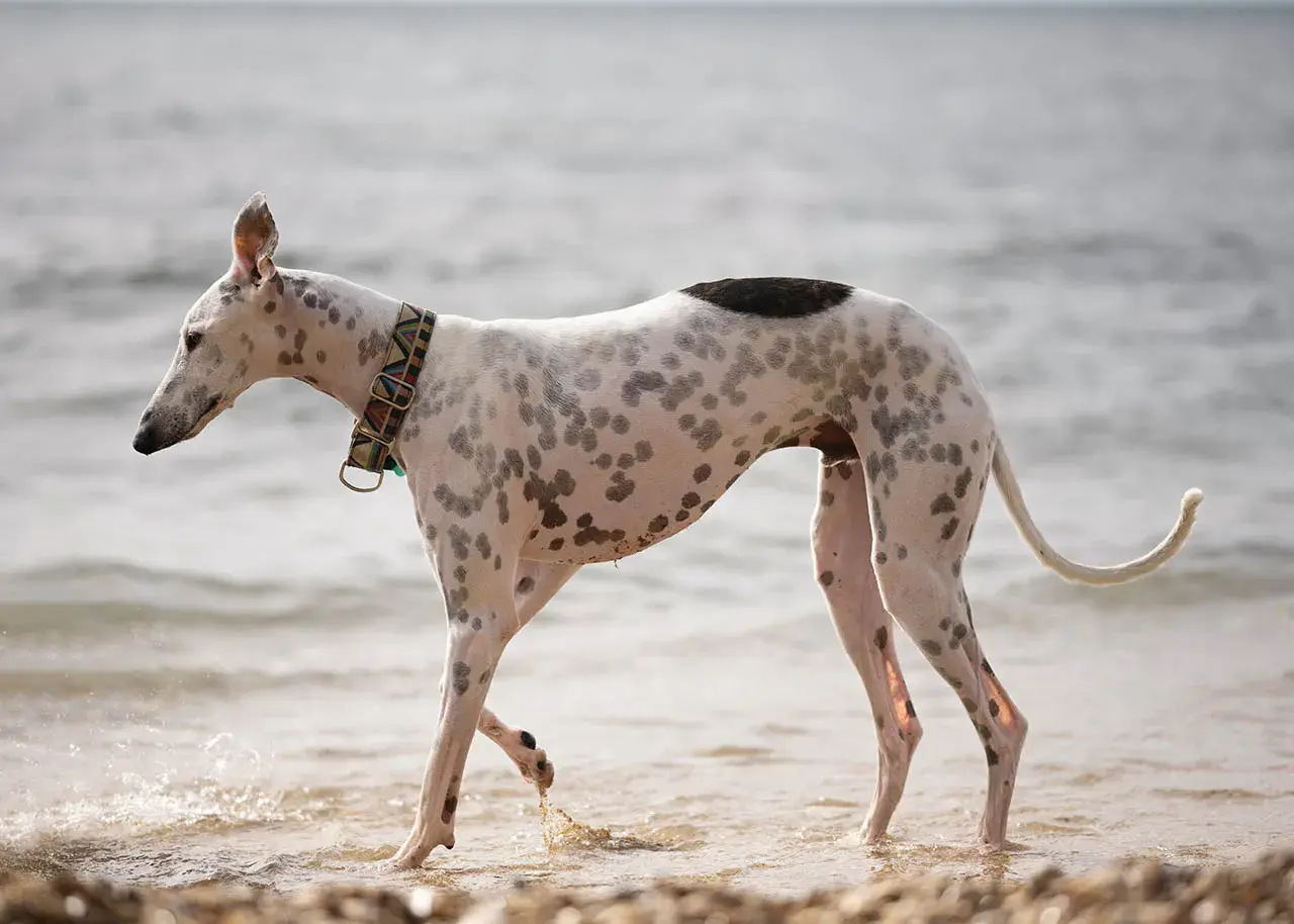 Pstrokata rasa charta spaceruje po plaży, jej smukła sylwetka i plamiste futro przyciągają wzrok.