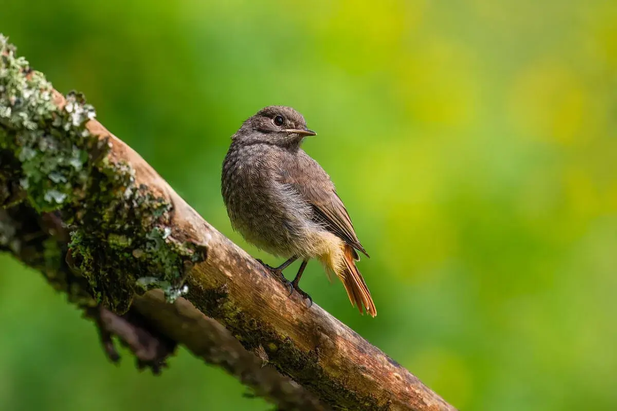 Kleiner brauner Vogel mit rostbraunem Schwanz auf einem bemoosten Ast. Hilft bei der vogelart bestimmen.