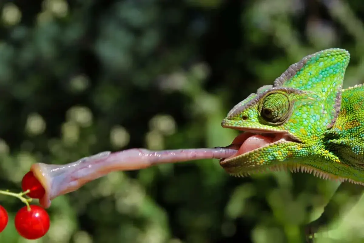 Zielony kameleon wyciąga długi, lepki język, by złapać czerwone jagody. Tak właśnie działa kameleon!