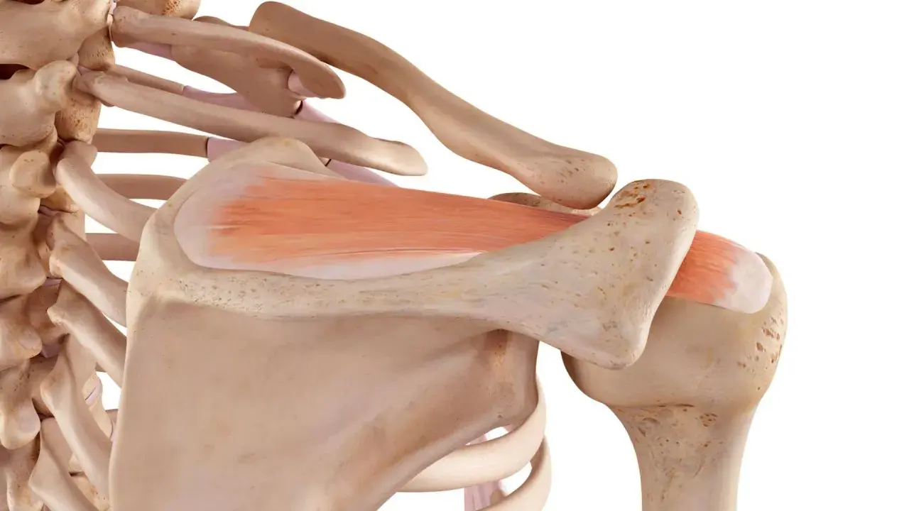 Dettaglio anatomico della spalla con ossa e muscoli. Un tendine lesionato può guarire, grazie alla resilienza del corpo umano.