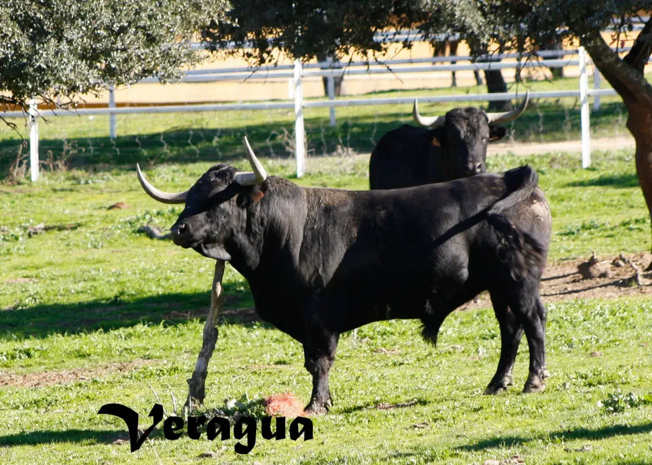 Toros bravos pastando en la ganadería Cortijoliva. Un toro negro con cuernos imponentes se alza en primer plano, mientras otro le sigue de cerca.