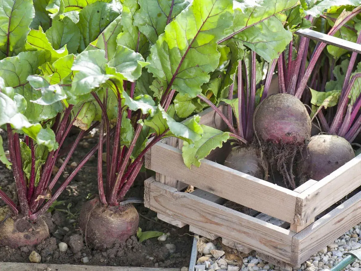 Frisch geerntete rote Bete mit grünen Blättern und roten Stielen liegen in einer Holzkiste. Die Ernte ist erfolgreich!