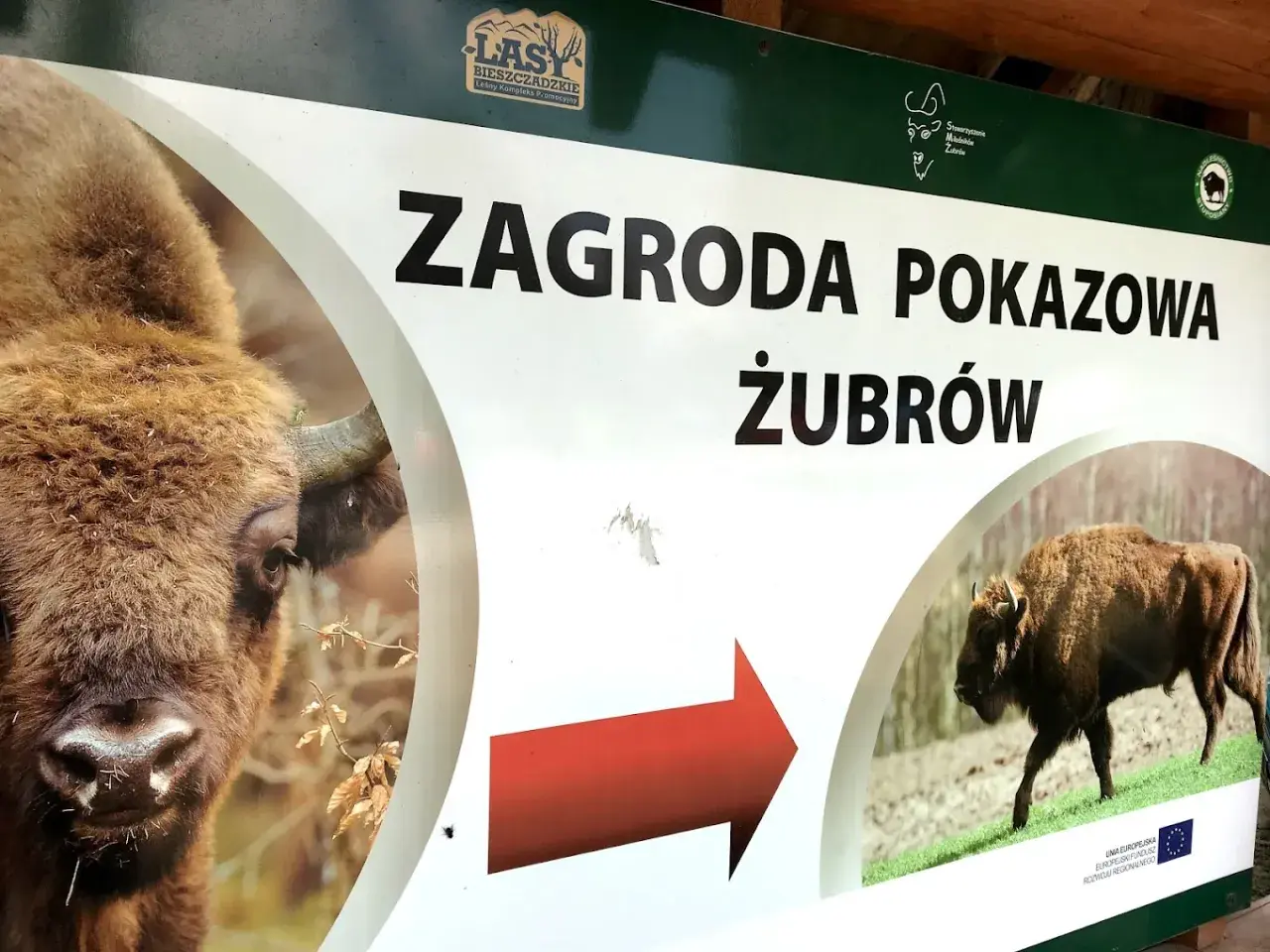 Tablica informacyjna "Zagroda pokazowa żubrów" w Bieszczadach. Widok na zbliżenie głowy żubra i drugiego żubra w oddali.