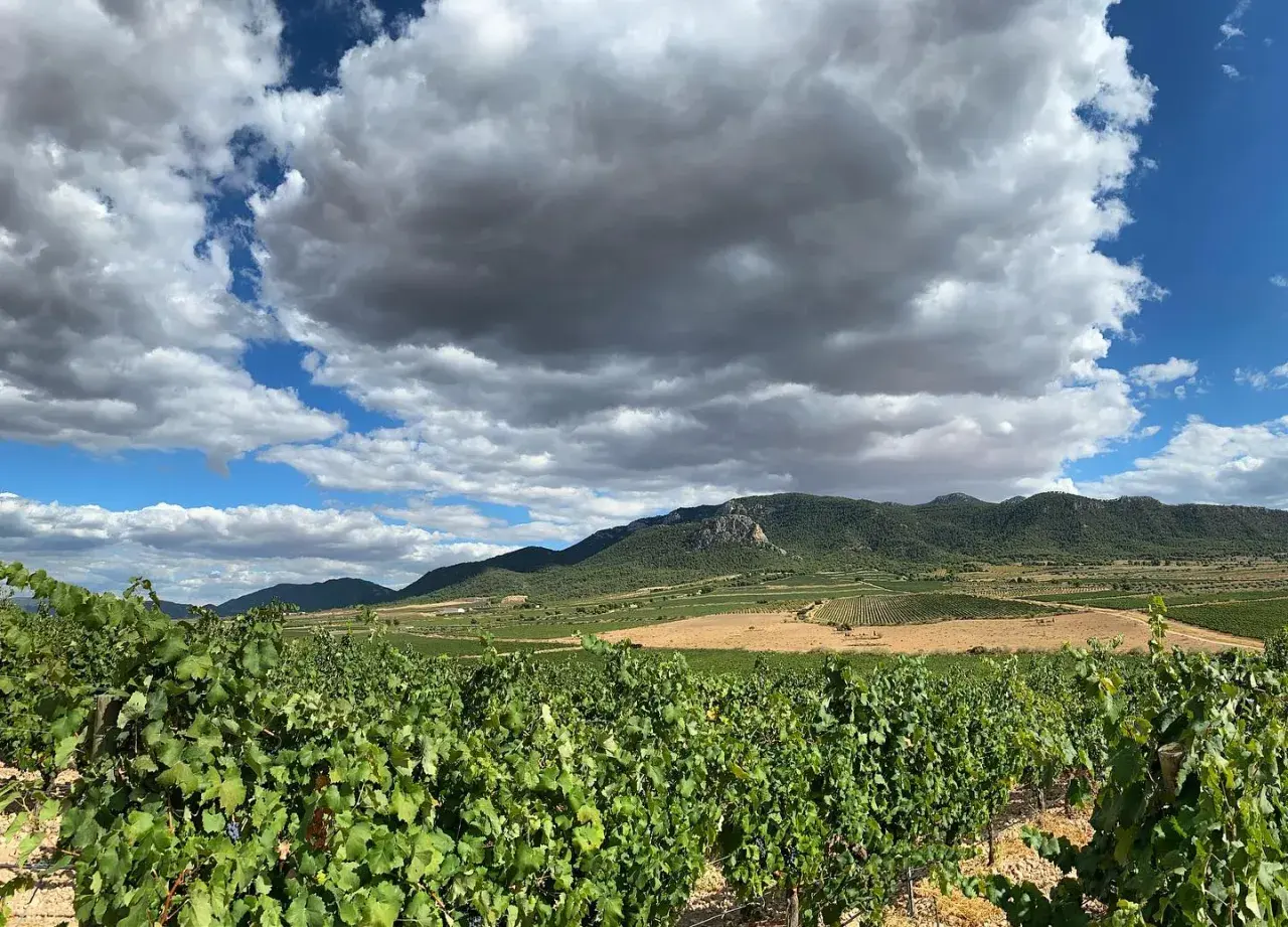 Vignoble verdoyant sous un ciel orageux, avec des collines et des champs à perte de vue. Un paysage typique de la région de Madrid.