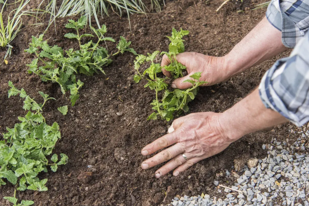 Mains plantant une verveine citronnelle en pot dans la terre.