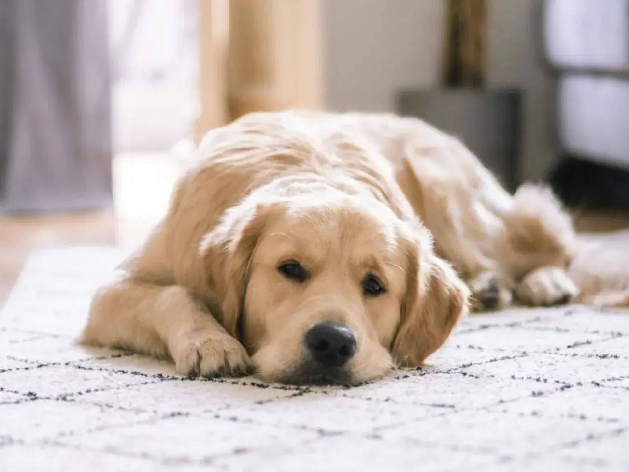 Un perro labrador dorado descansa en una alfombra con un patrón de rombos.
