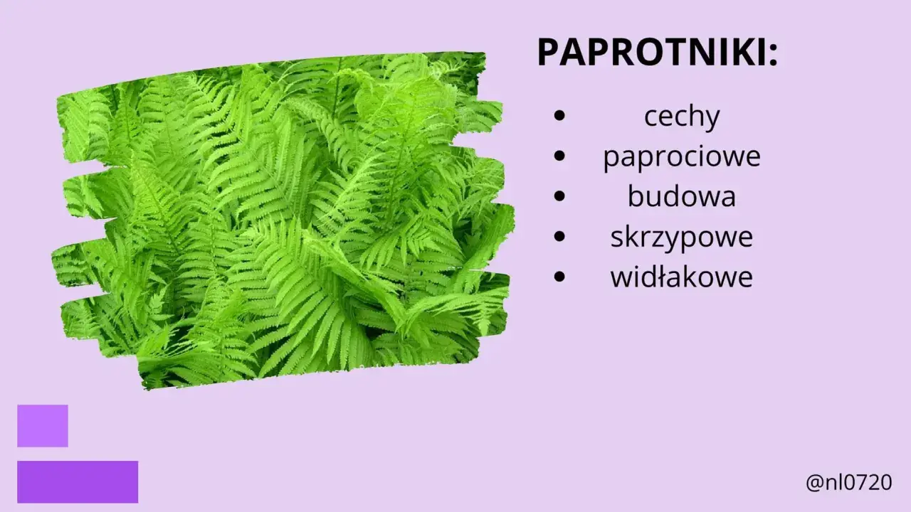 Paprotniki: cechy paprociowe, budowa skrzypowe, widłakowe. Bujne, zielone liście paproci tworzą gęsty dywan.