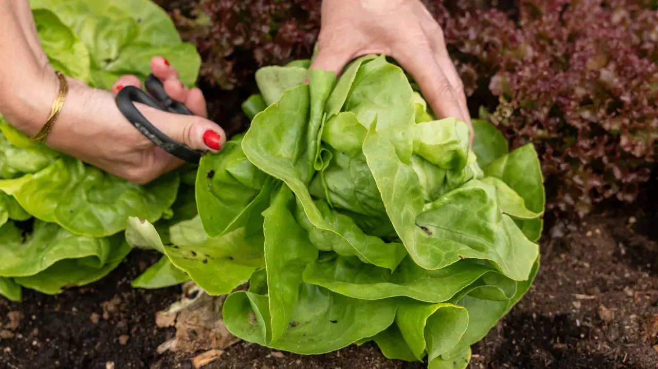 Hände ernten einen grünen Kopfsalat. Hoffentlich schmeckt der Salat nicht bitter, denn er sieht frisch aus.
