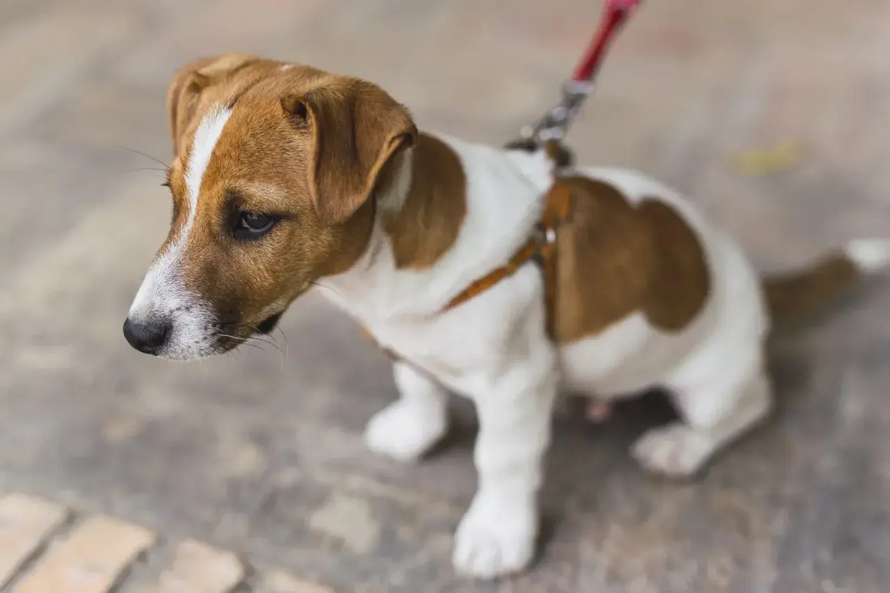 Mały Jack Russell Terrier na smyczy, zastanawia się jaka smycz dla szczeniaka będzie najlepsza.