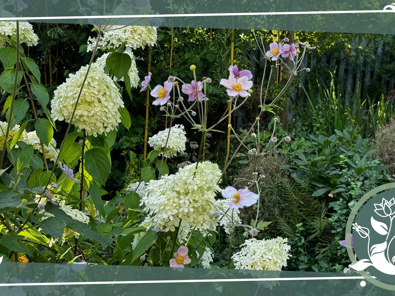 Rispenhortensie im Garten, ein schöner Standort für diese blühenden Schönheiten. Zarte rosa Blüten und cremige Rispen harmonieren im Sonnenlicht.