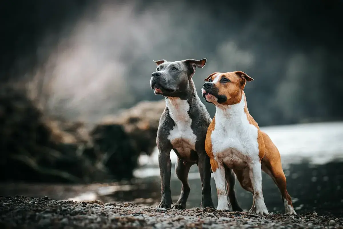 Dwa amstaffy stoją na kamienistym brzegu. Czy amstaff jest groźny? Te psy wyglądają na czujne, ale nie agresywne.