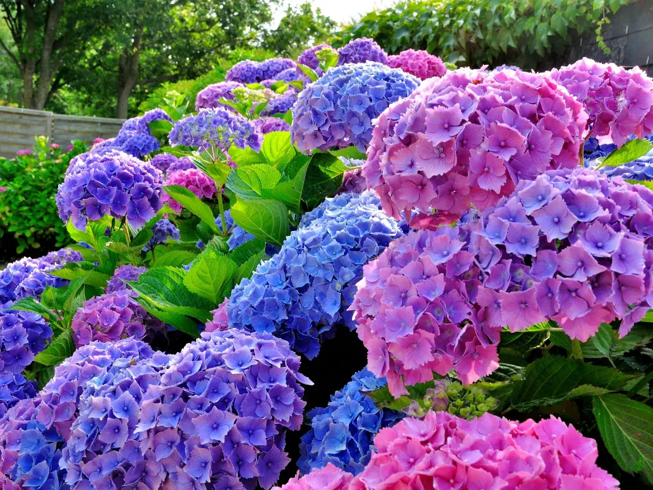 Abundante hortensia en maceta, con flores azules y rosadas vibrantes, creando un tapiz floral exuberante y lleno de color.