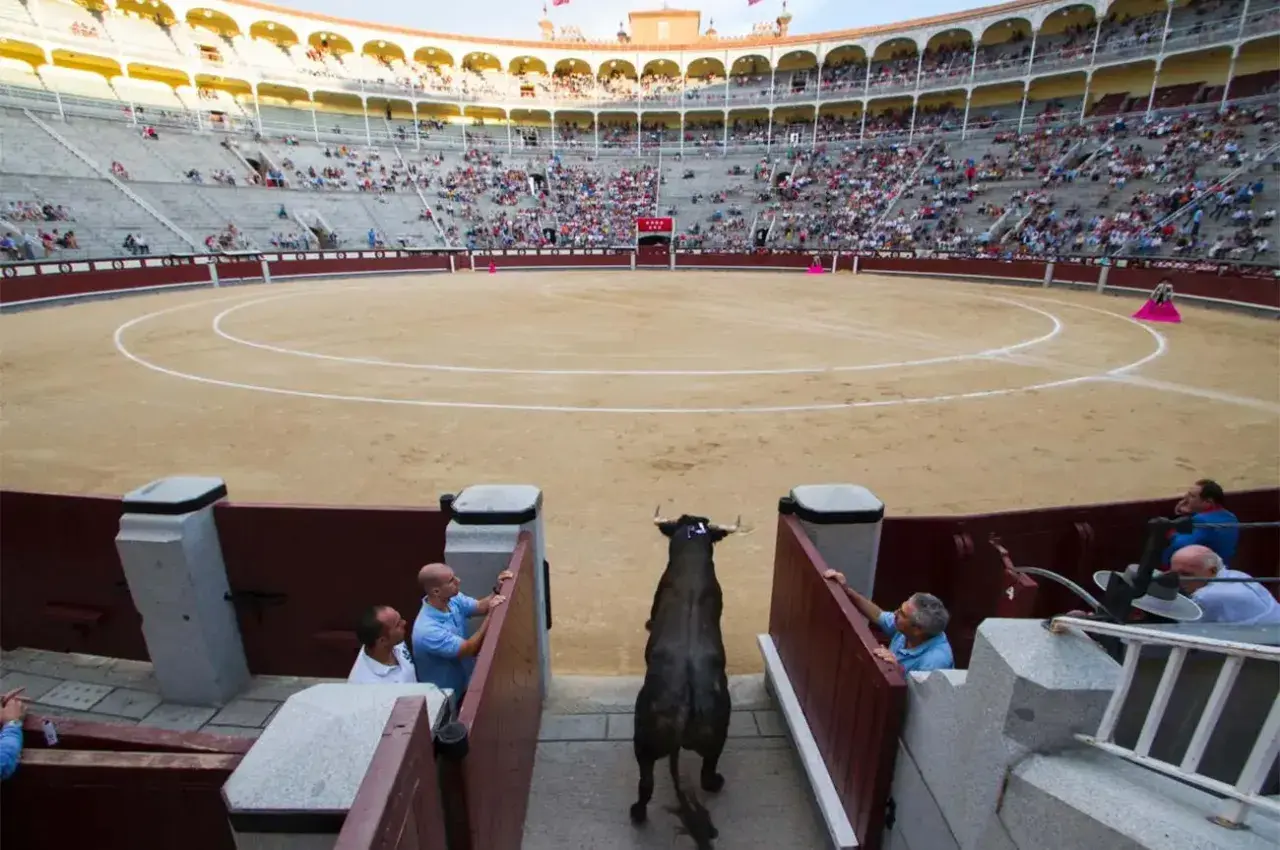 Un toro bravo entra en la arena, preparándose para el tercio de varas ante una multitud expectante.