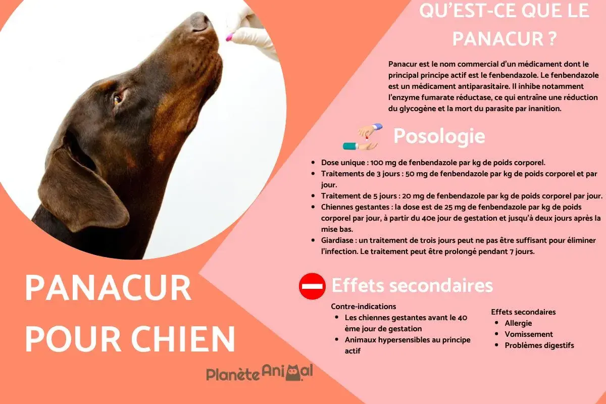 Un chien brun reçoit une pilule. Le texte mentionne le Panacur pour chien et ses effets secondaires possibles.