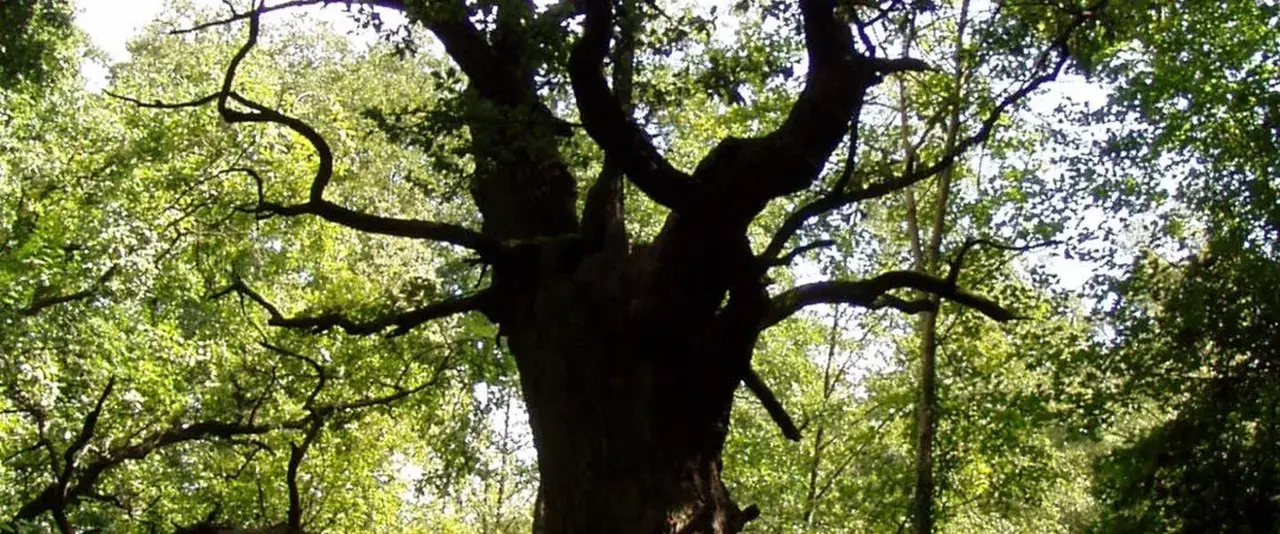Eine dicke Marie, ein alter Baum mit knorrigen Ästen, ragt in den sonnendurchfluteten Wald.