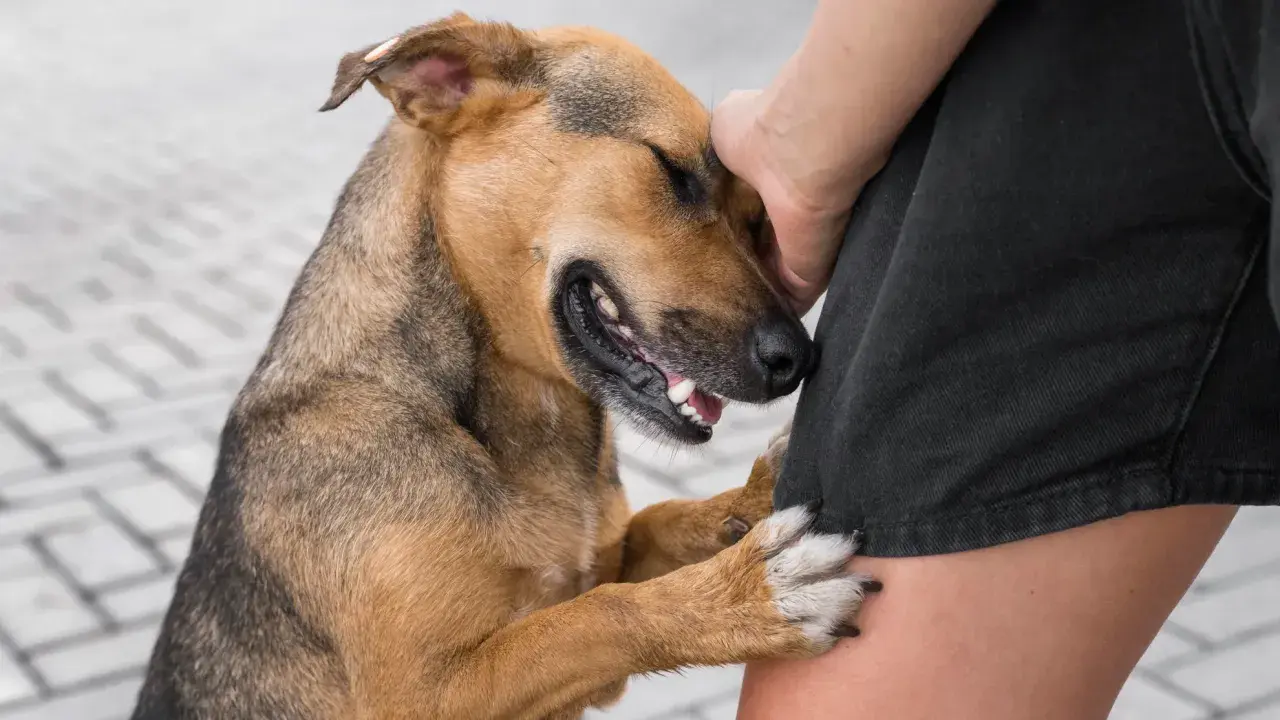Perro marrón y negro apoyado en la pierna de una persona. ¿Cómo saber si mi perro es sordo? Observa su reacción a los sonidos.