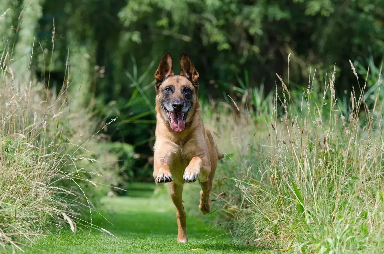 Szczęśliwy pies rasy malinois biegnie przez łąkę. Może właśnie ucieka od właściciela, bo czeka go kąpiel?