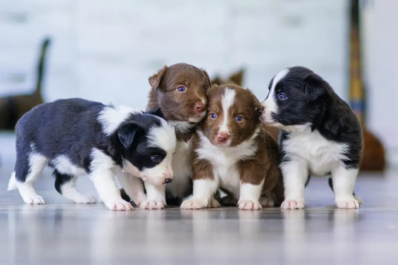 Urocze szczenięta border collie, gotowe do podpisania umowy rezerwacji psa wzór.