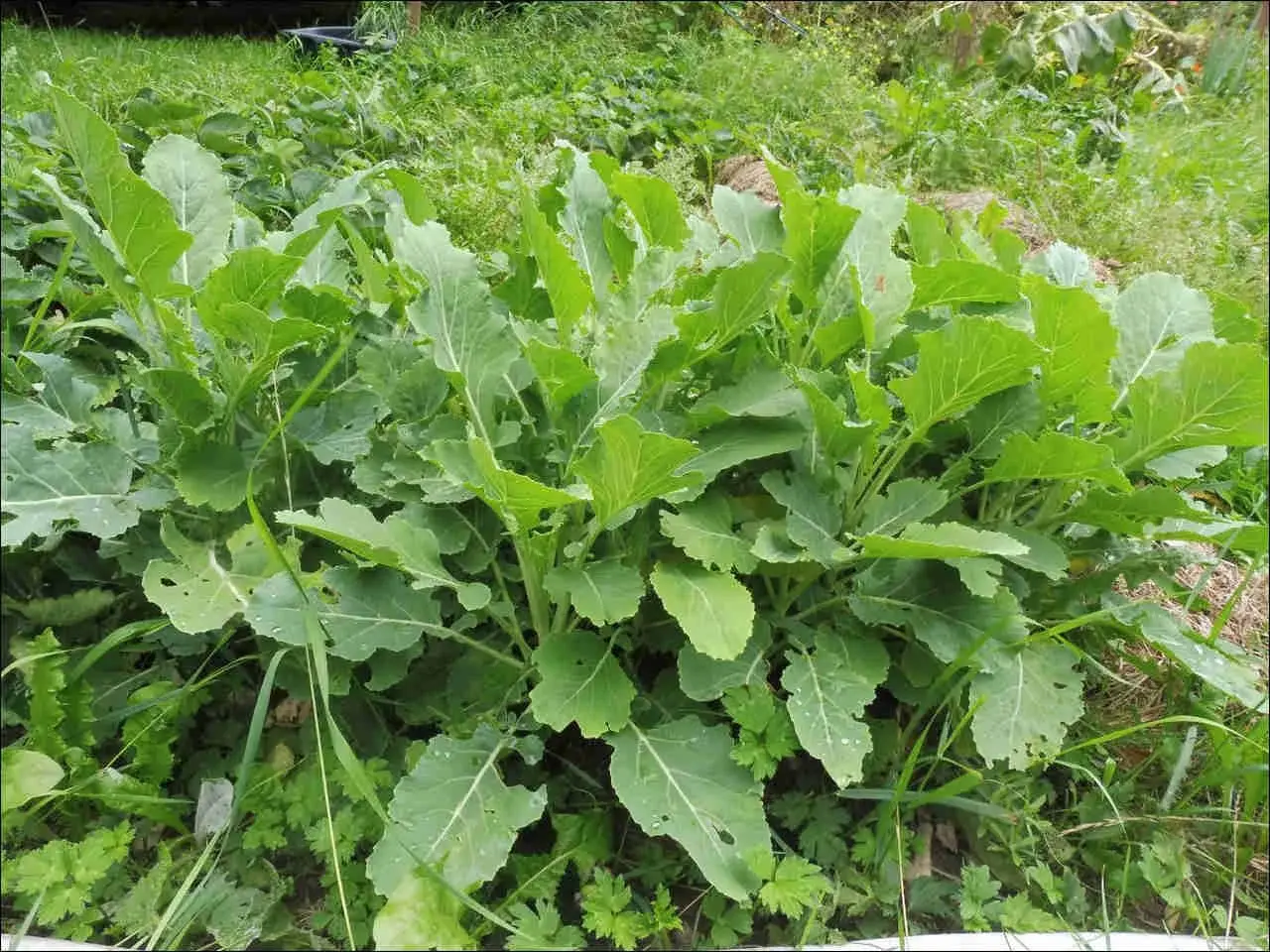 Ein üppiger, grüner Kohl im Garten, bereit für ewiger Kohl Rezepte. Die Blätter sind groß und leicht zerfressen.