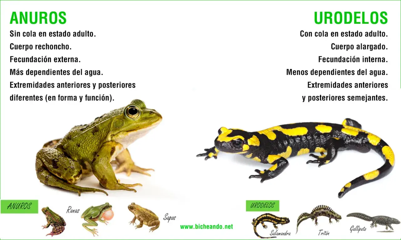 Comparación de tipos de ranas (anuros) y urodelos. Se muestran una rana verde y una salamandra, destacando sus diferencias físicas y reproductivas.