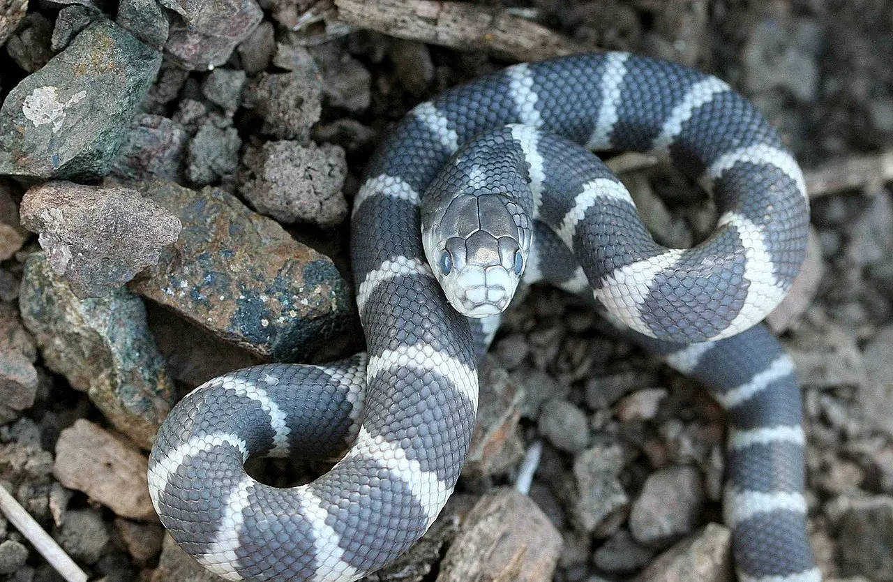 Serpiente rey mexicana con llamativas bandas grises y blancas, posada entre rocas y tierra.