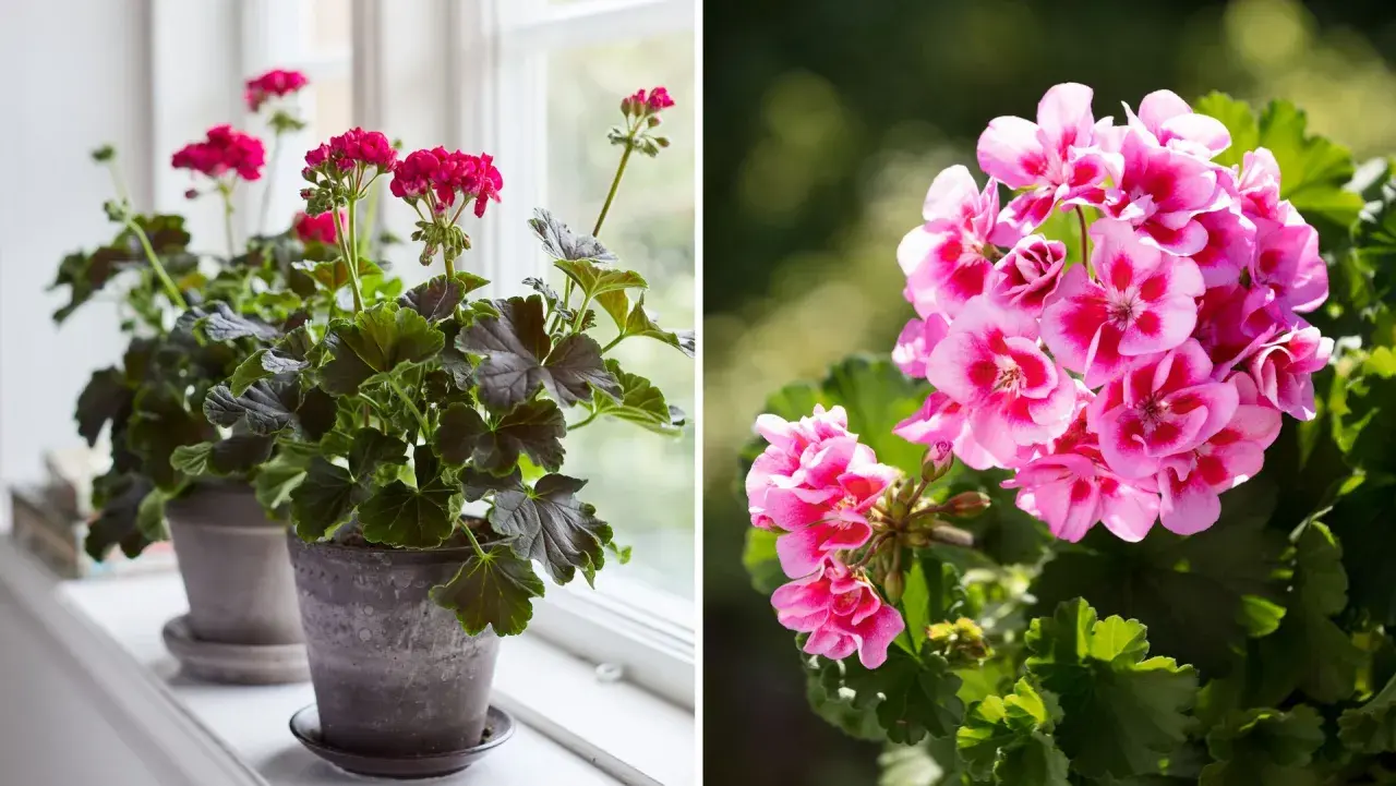 Två pelargoner, en med mörka blad och rosa blommor på en fönsterbräda, och en annan med ljusrosa blommor utomhus. Vissnesjuka pelargon kan se ut så här.