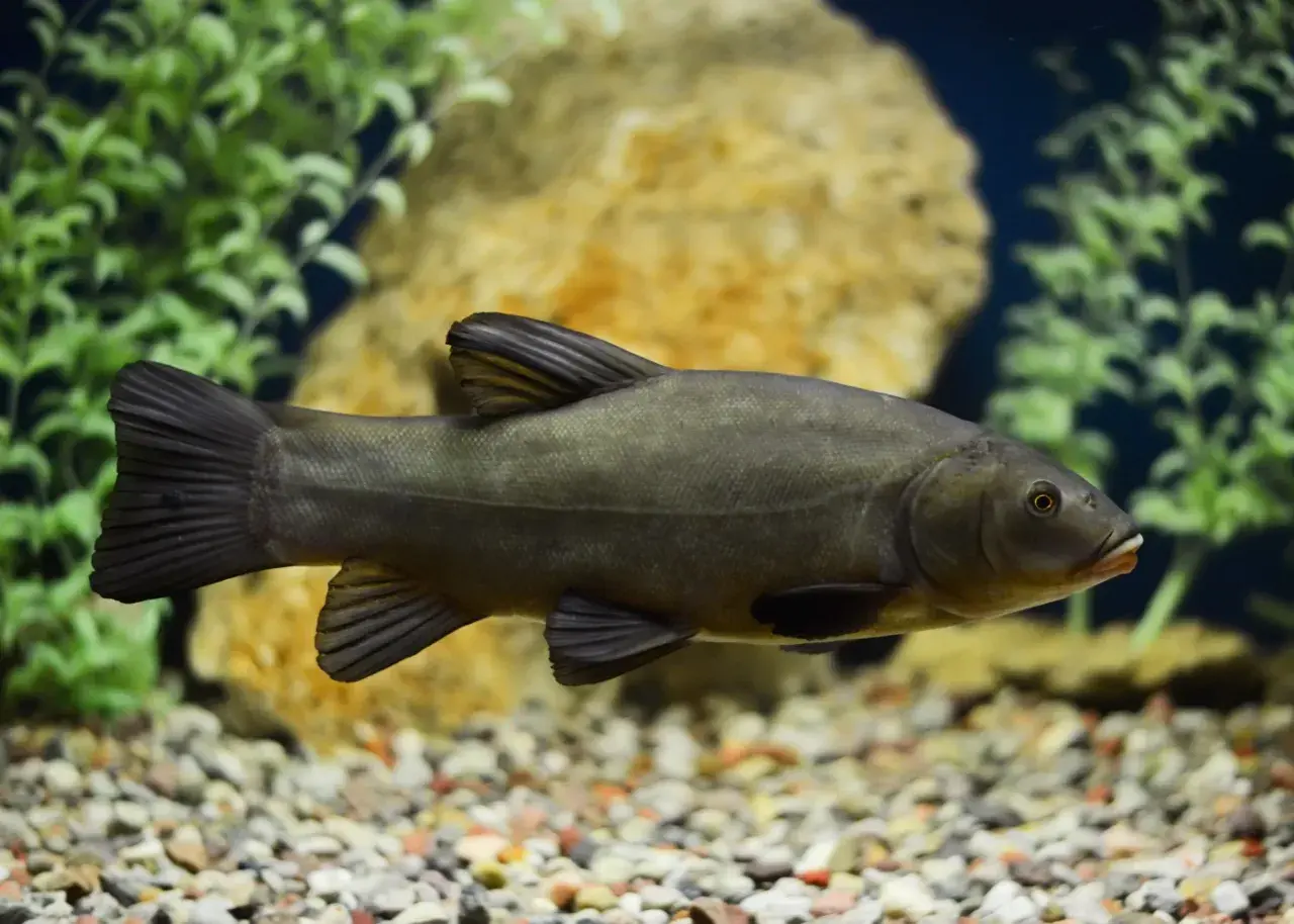 Schleie im Aquarium, bereit zum Laichen im Frühsommer.