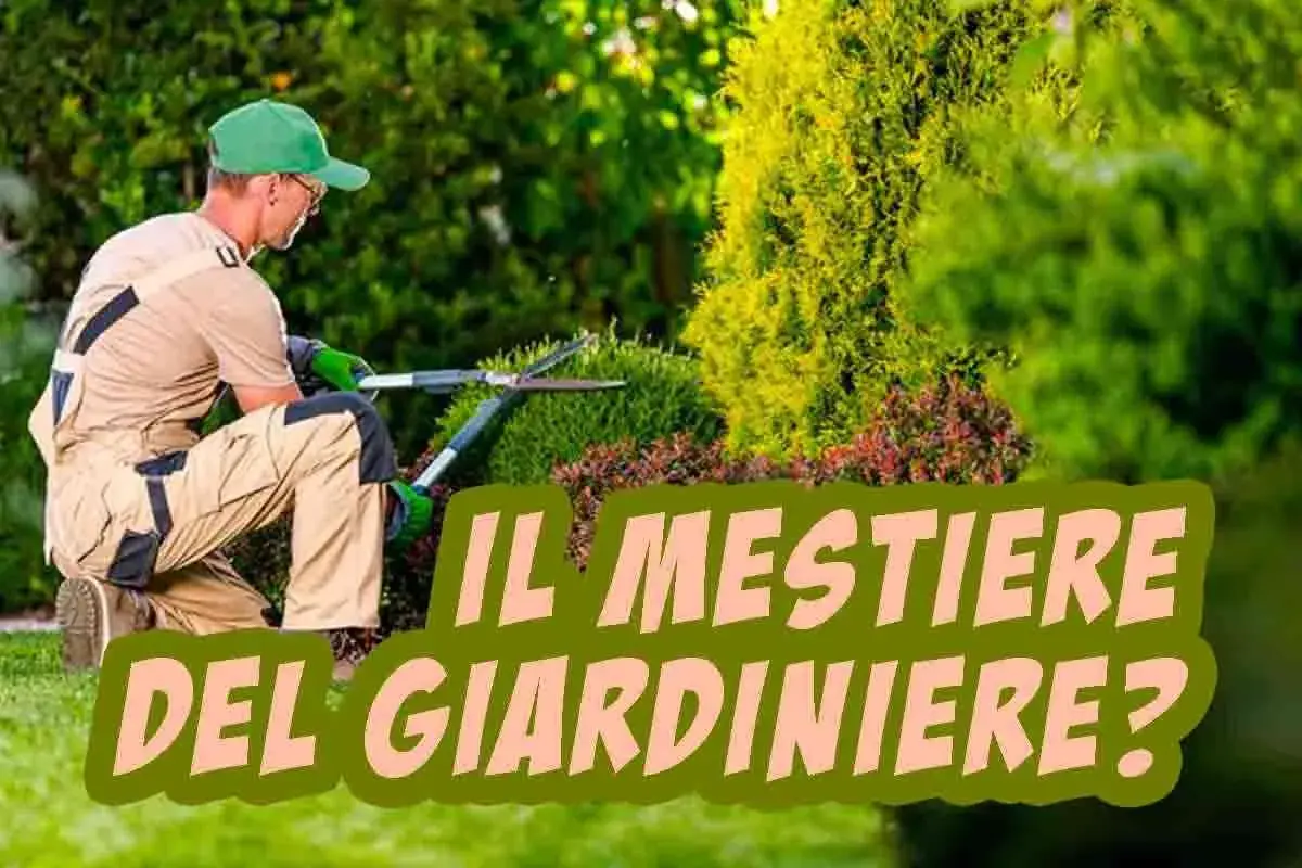 Un giardiniere pota cespugli in un giardino lussureggiante. Scopri quanto guadagna un giardiniere.