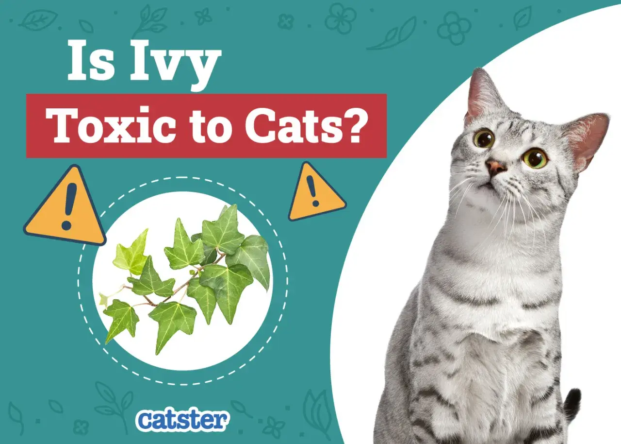 Is ivy toxic to cats? A curious cat looks at a sprig of ivy, with warning signs.