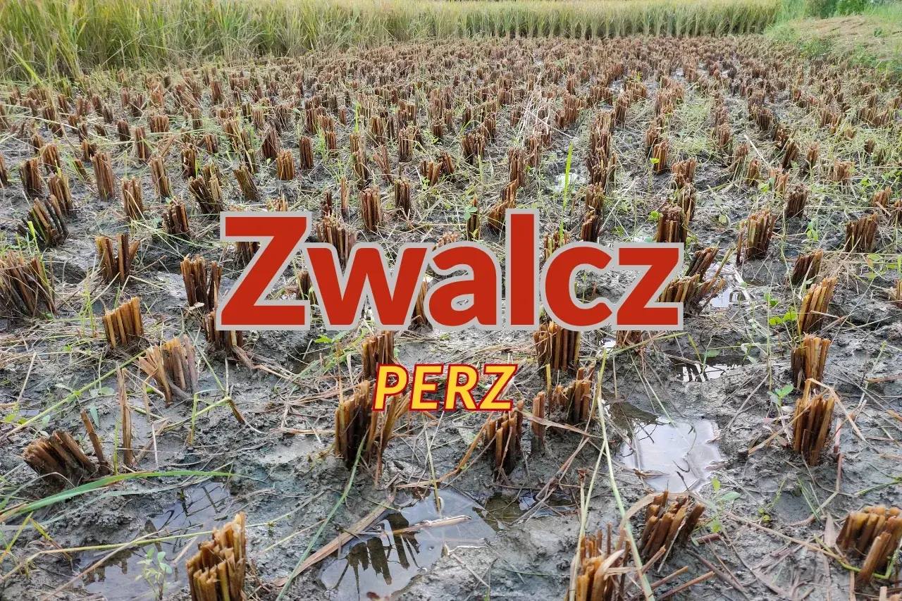 Pole ryżowe po żniwach, z widocznymi ścinanymi łodygami i kałużami. Napis "Zwalcz PERZ" sugeruje walkę z chwastami.