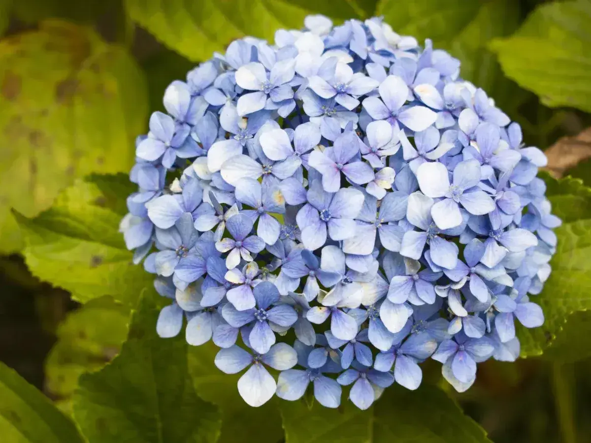 Un mazzo di ortensie blu, con foglie verdi sullo sfondo. Queste immagini possono aiutare a identificare le malattie delle ortensie.