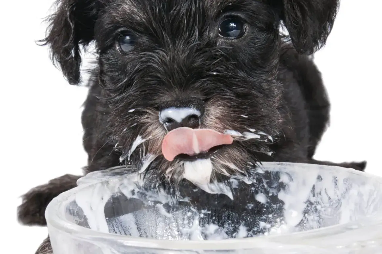 Un cachorro schnauzer negro, con la cara cubierta de yogur, lame un cuenco. ¡Los perros pueden comer yogur!