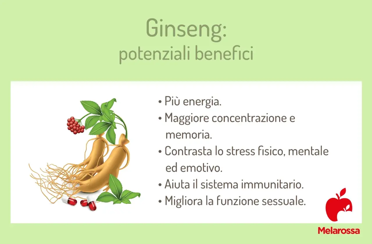 Ginseng: benefici e controindicazioni. Radici, bacche e capsule mostrano i potenziali effetti positivi su energia, concentrazione, stress e sistema immunitario.