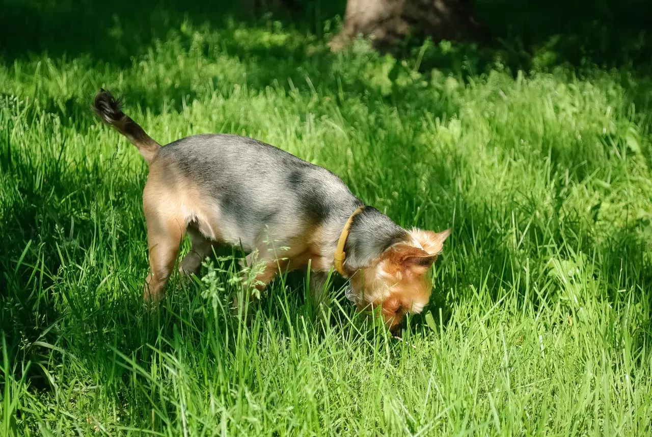 Ein kleiner Hund mit gelbem Halsband schnüffelt im hohen Gras. Er scheint etwas im Gras zu finden, das ihn sehr interessiert, vielleicht frisst er eigenen Kot im Garten.