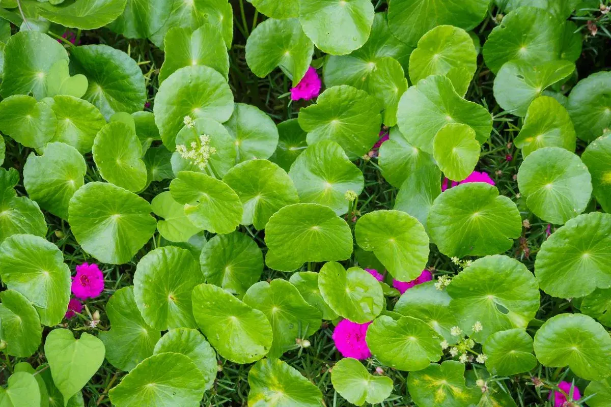 Hojas verdes y redondas de centella asiática, conocidas por sus propiedades medicinales, salpicadas de vibrantes flores fucsias.