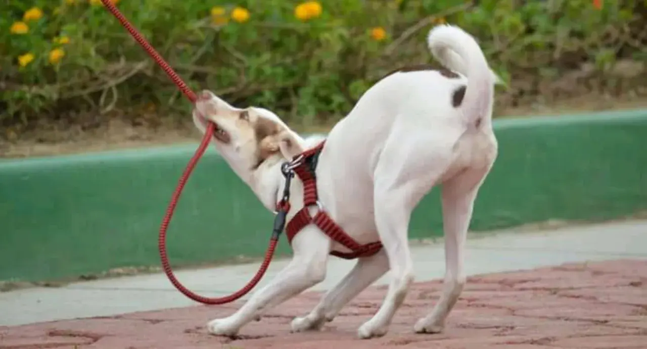 Un perro blanco con manchas marrones muerde la correa roja. Pasear con mi perro es un infierno, ¡parece que quiere jugar a la cuerda!