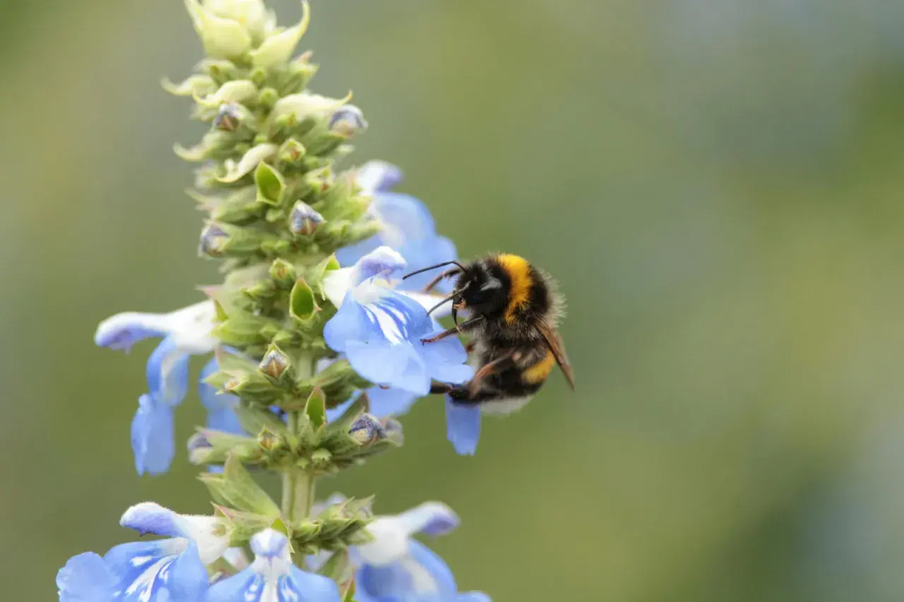 Hummel sammelt Nektar auf blauer Blüte. Ein schöner bienengarten anlegen beginnt mit solchen Momenten.