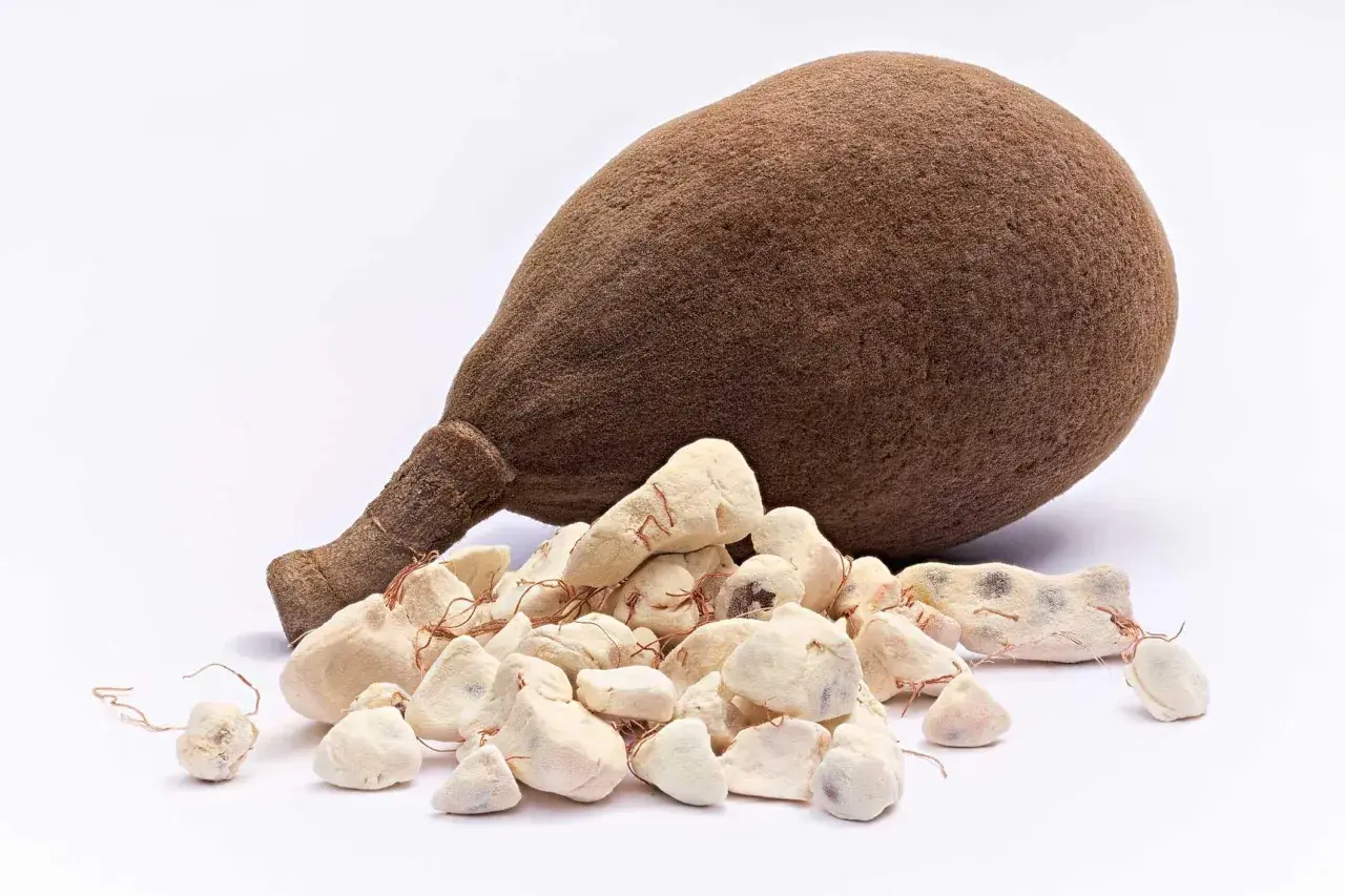 Frutto di baobab e polpa essiccata, mostrando le incredibili proprietà benefiche di questo superfood africano.