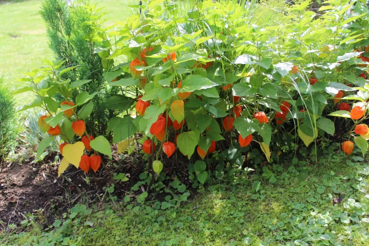 Krzew miechunki jadalnej z licznymi pomarańczowymi lampionami owocowymi, otoczony zielenią i trawą.