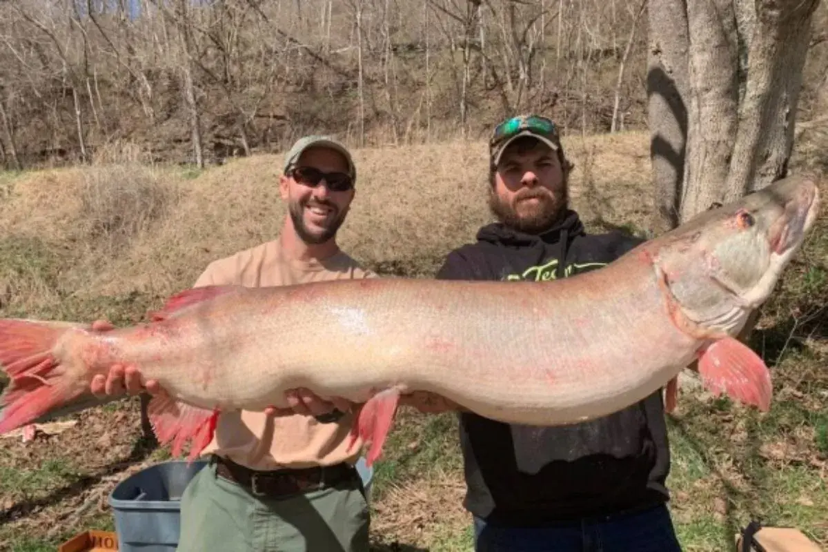 Zwei Angler halten stolz einen riesigen musky fisch. Der Fisch ist lang und hat rote Flossen.