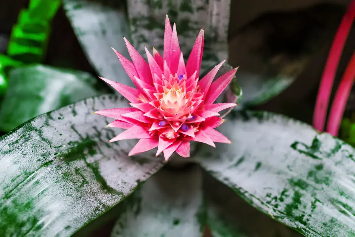 Aechmea: cura e consigli per una pianta rigogliosa. Fiore rosa acceso e foglie verdi con sfumature argentate.