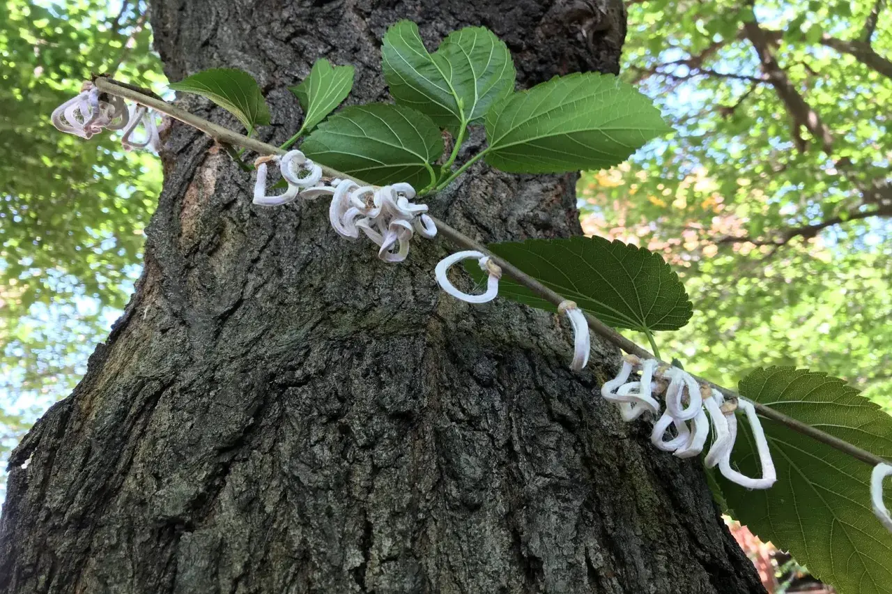 Un ramo con foglie verdi e fiori bianchi a forma di anello, forse di Takahashia japonica insetto adulto, si appoggia su un tronco d'albero rugoso.